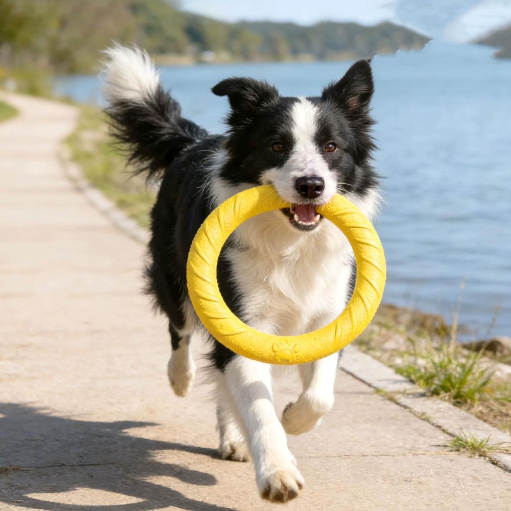 Jouets pour chiens : Anneaux d - Interactive Squeaky Plush Dog Toy avis et prix